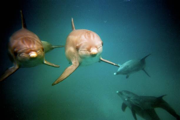 Dolphin House Hurghada