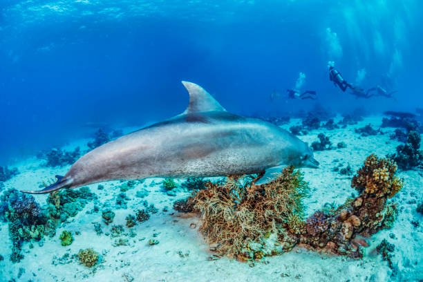 Sataya Dolphin Reef Snorkeling