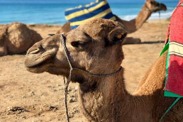 Hurghada Desert Safari Adventure